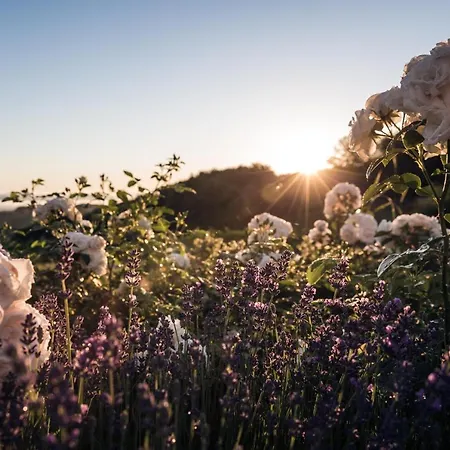 Bed & Breakfast Winzarei Ciringa Menhard